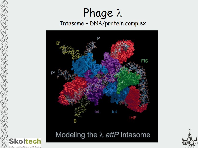 Phage l Intasome – DNA/protein complex